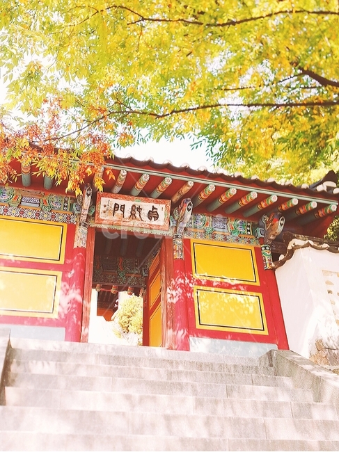 나무,단풍,가을,단풍나무,tree