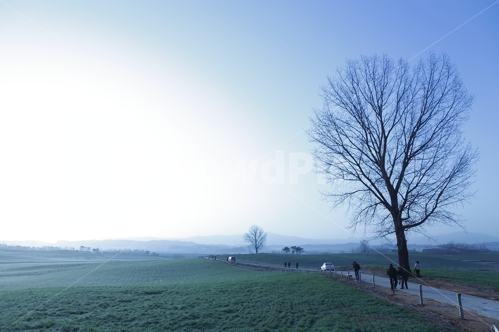 나무,식물,자연,안성,팜랜드,새벽,자연,풍경,nature,landscape