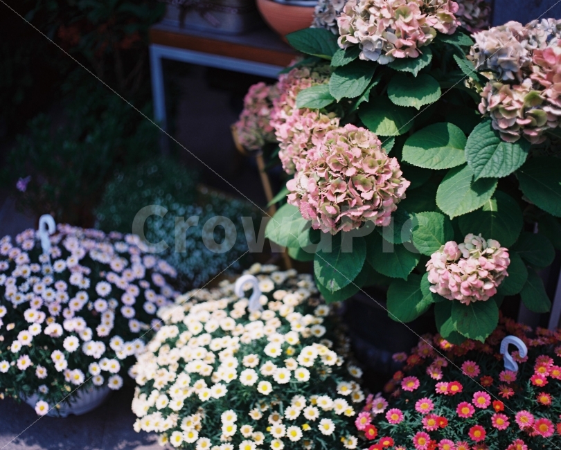 수국,자연,꽃,감성,배경화면,화단,화원,봄꽃,여름꽃,식물,바탕화면,감성사진,필름,필름카메라,필름사진,사진,hydrangea,flower,floral,flora,blossom,bloom,blooming,garden,film,filmcamera,spring,springseason,springflower,season,background,springbackground,beauty,beautiful,nature,natural,color,pink,red,violet,green,purple,leaf,plant,식물,자연,plants,nature,꽃,flower