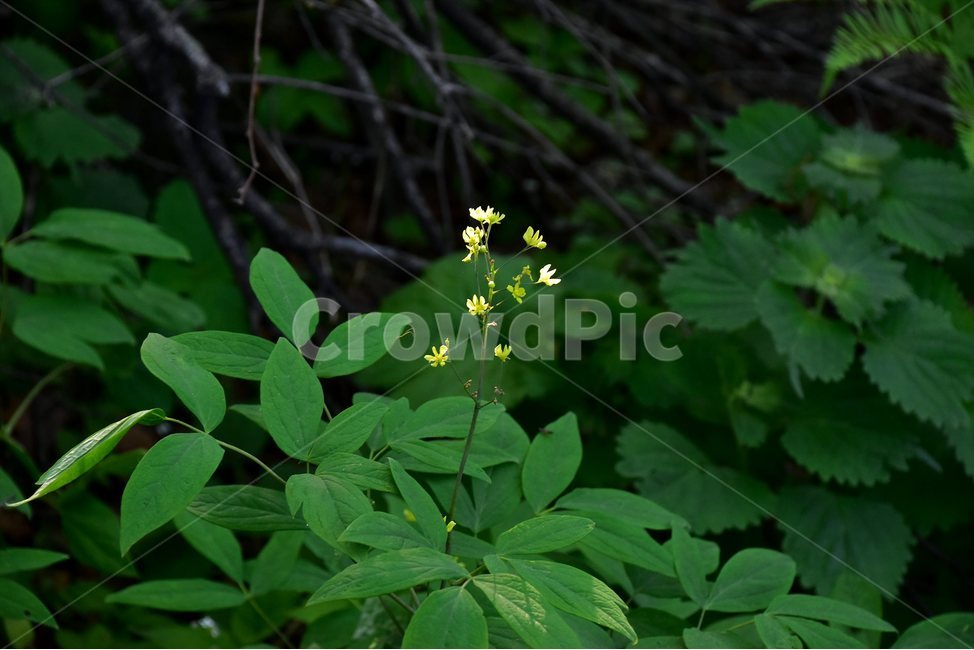 꿩의다리아재비,야생화,꽃,식물,자연,생태,플라워,flower,plants,nature,식물,자연,plants,nature,꽃,flower