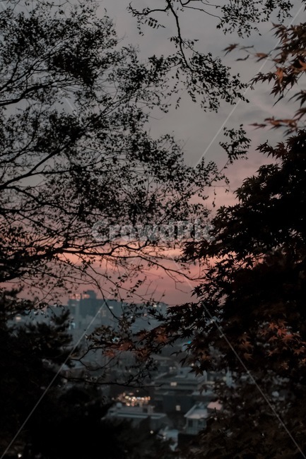 숲,노을,일몰,석양,forest,sunset,붉은하늘,나무,야경,view