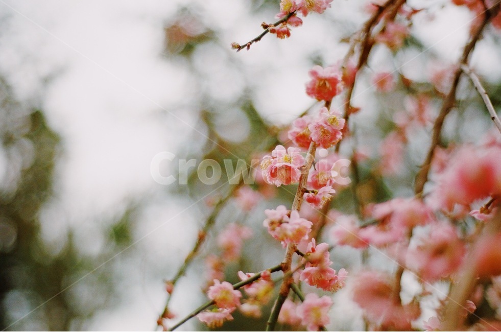 식물,꽃,매화,감성사진,분홍,매화꽃,필름,필름사진,감성,봄,봄,계절,spring,season,식물,자연,plants,nature,꽃,flower,감성,sensible,feeling,plant,blossom