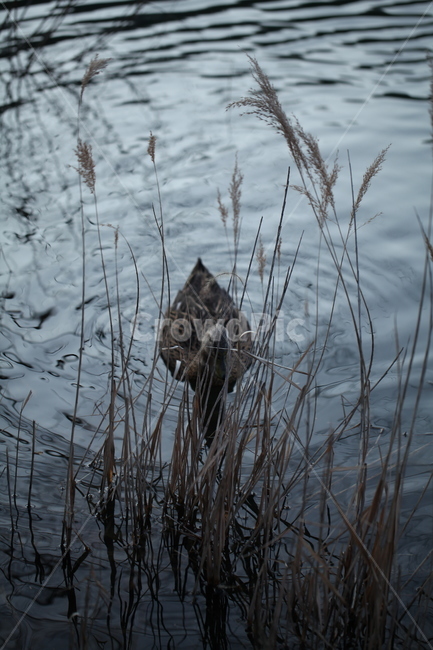 오리,plant,식물,reed,갈대,bird,새,animal,동물,동물,animal,조류,새,birds