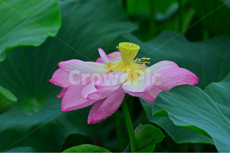 plant,식물,leaf,잎,blossom,flower,꽃,수련,홍연,연꽃,연잎