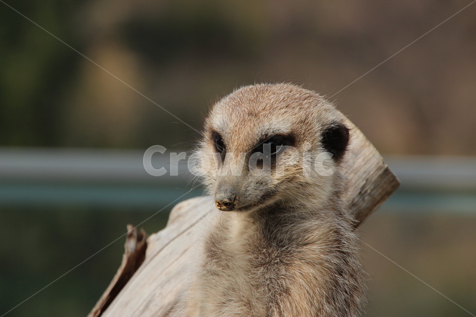 미어캣,동물,animal,설치류,동물원,동물,animal,포유류,mammal
