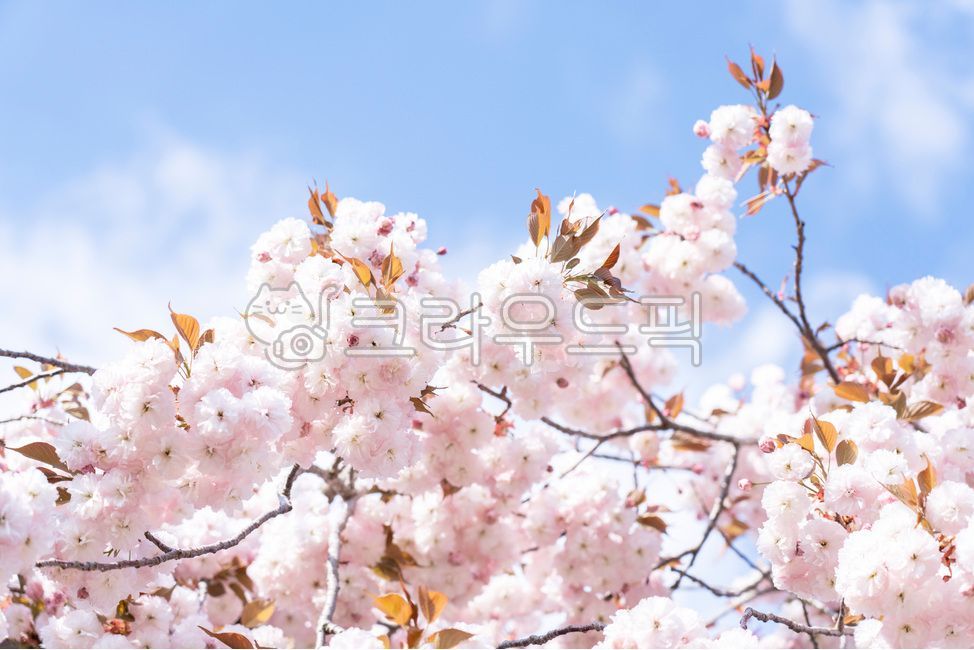 꽃,식물,flower,blossom,겹벚꽃,cherryblossom,하늘,sky,봄,계절,spring,season
