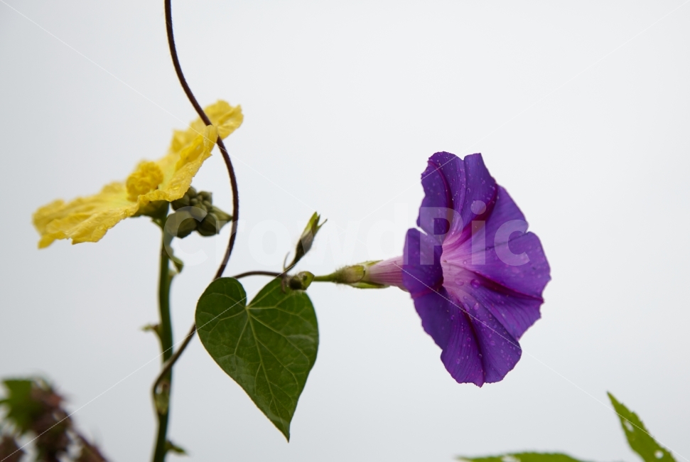 나팔꽃,공생,야생화,줄기식물,여름,식물,자연,plants,nature,꽃,flower