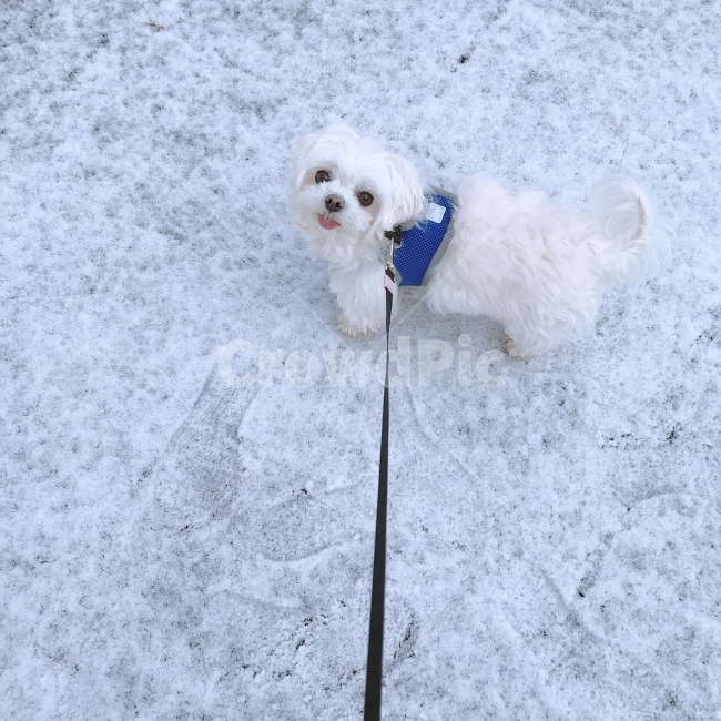 강아지,말티즈,반려견,애완동물,강아지산책,겨울산책,겨울,눈,겨울,계절,winter,season,동물,animal,포유류,mammal,개,강아지,dog,doggy