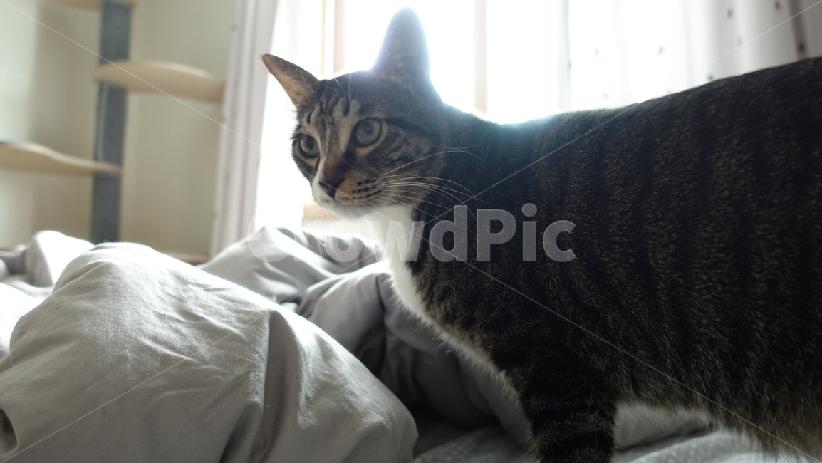 고양이,코숏,코숏고등어,애완동물,동물,동물,animal,포유류,mammal,고양이,cat,kitten,kitty