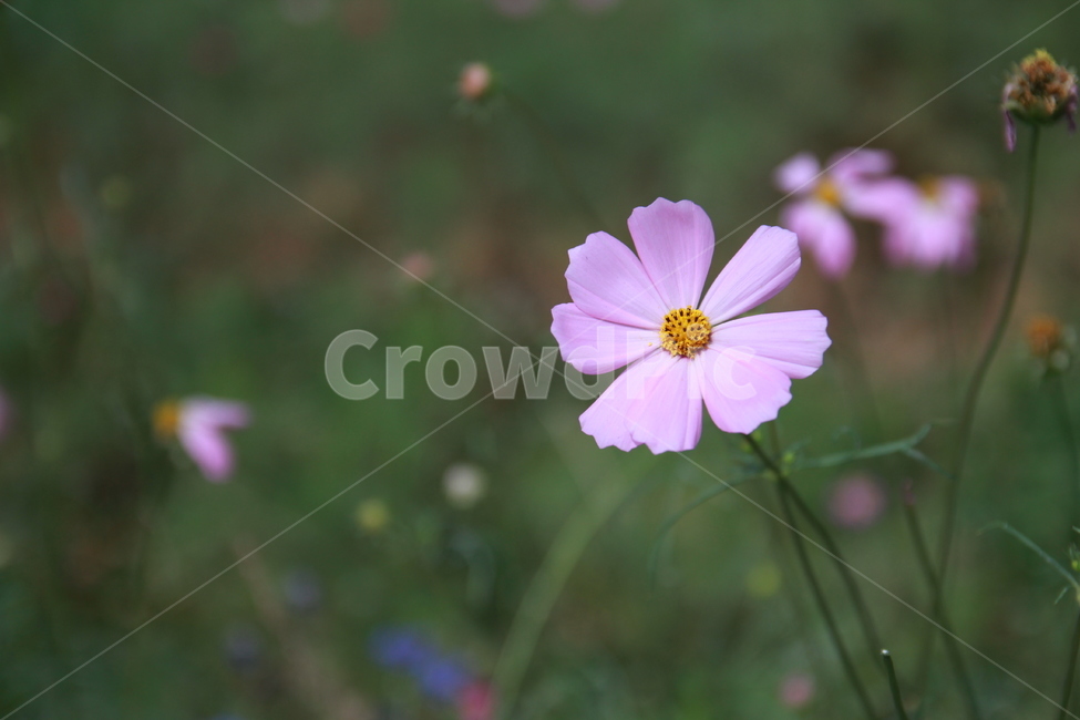 꽃,봄,꽃잎,flower,만개,코스모스,분홍색꽃,식물,자연,화단,garden
