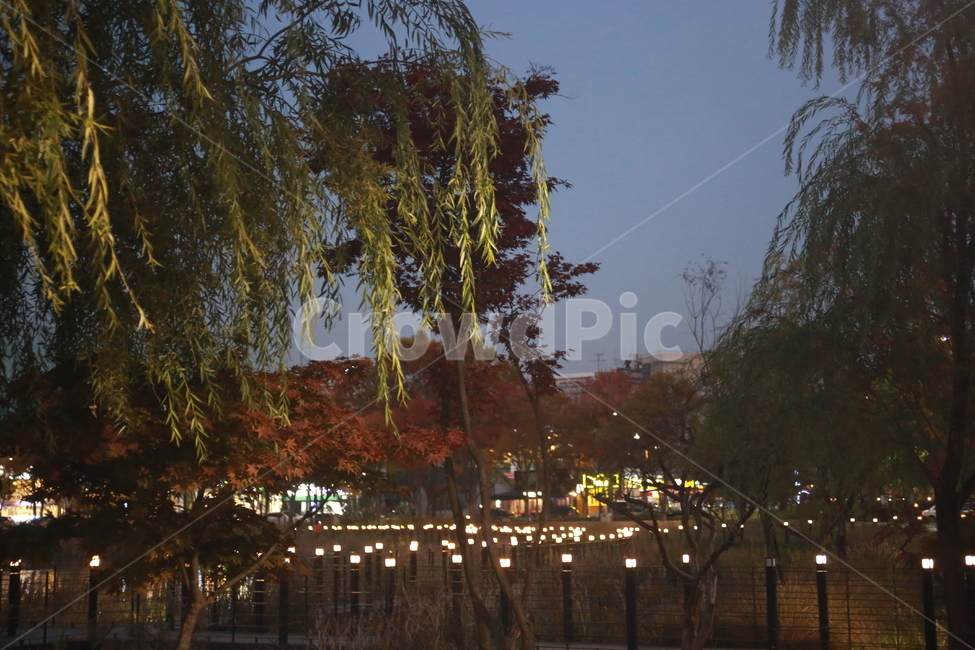 수성못,호수,산책로,저녁,해질녘,나무,조명,무드등,산책,자연,풍경,nature,landscape,야경,밤,nightscape,night,tree,plant,식물
