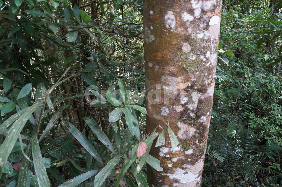 tree,나무,plant,식물,treetrunk,나무줄기