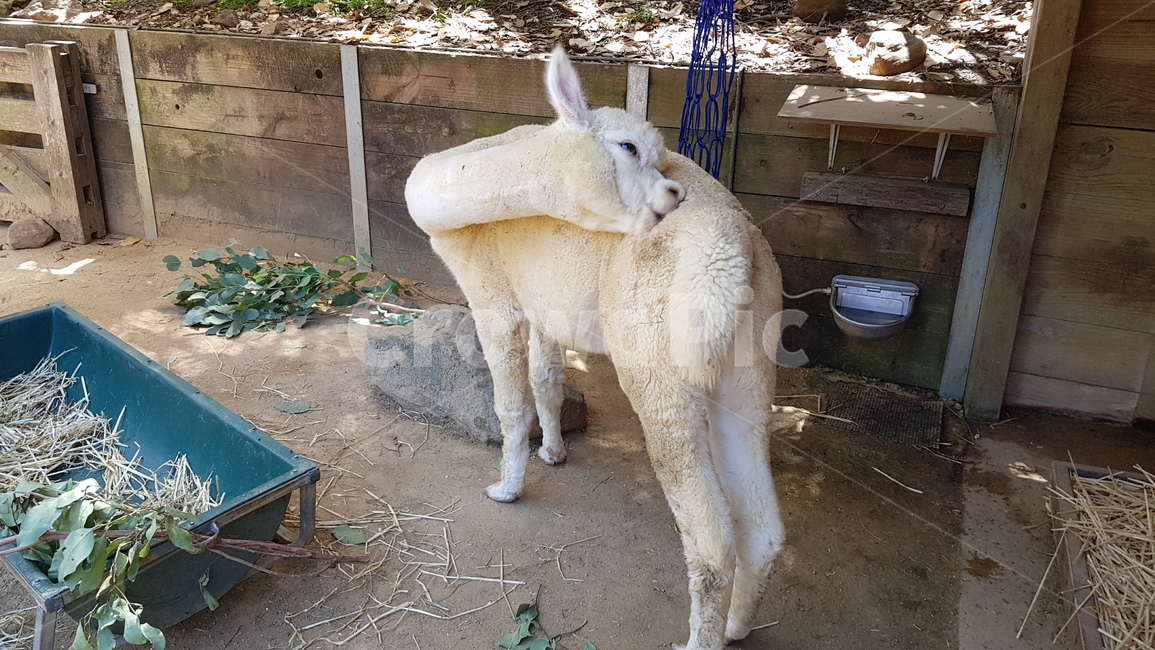 알파카,동물,동물원,울타리,alpaca,라마,animal