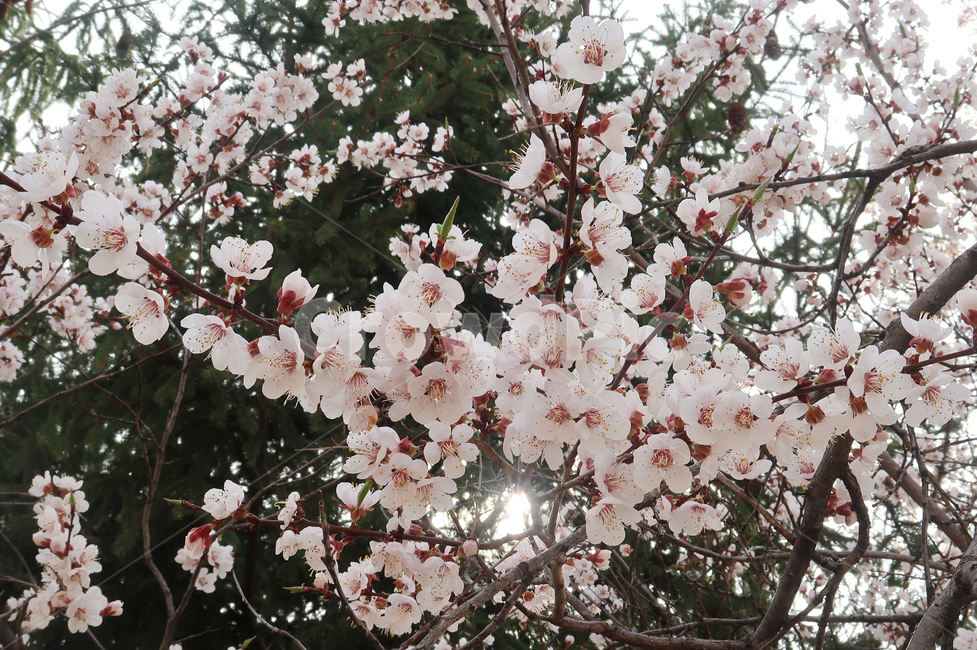 봄,벚꽃,꽃,spring,cherryblossom,꽃송이,flower,분홍,핑크,나무,벚나무,봄,계절,spring,season,식물,자연,plants,nature,꽃,flower,plant,cherry blossom,blossom