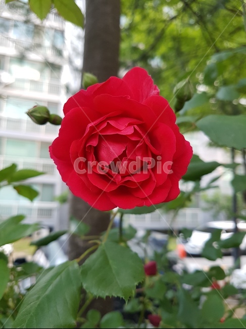 장미,꽃,빨강,자연,오월