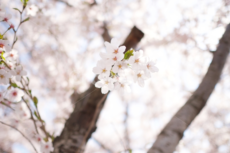 벚꽃,봄,꽃,나무,화사,분홍,감성사진,해피,봄,계절,spring,season,식물,자연,plants,nature,꽃,flower,plant,blossom