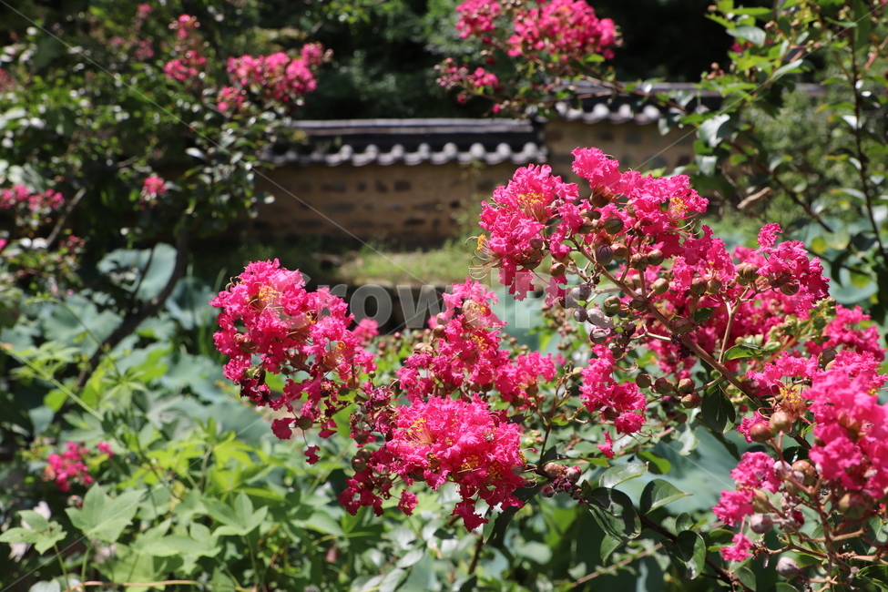 배롱나무,배롱나무꽃,자연,꽃나무,초록,식물,자연,plants,nature,꽃,flower