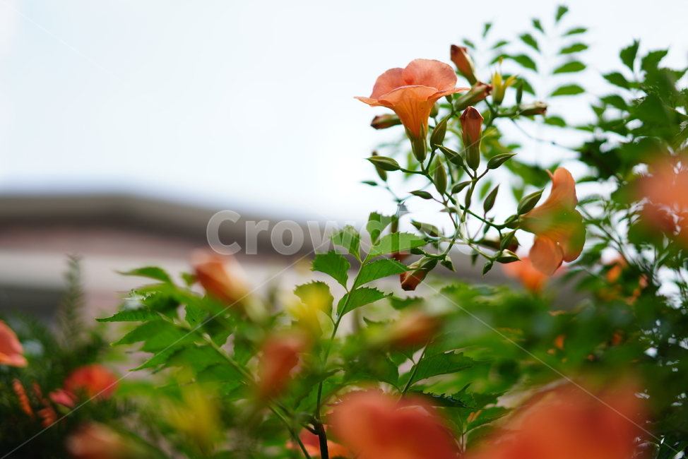 꽃,능소화,색감,컬러,식물,생물,플라워,flower,주황,생명