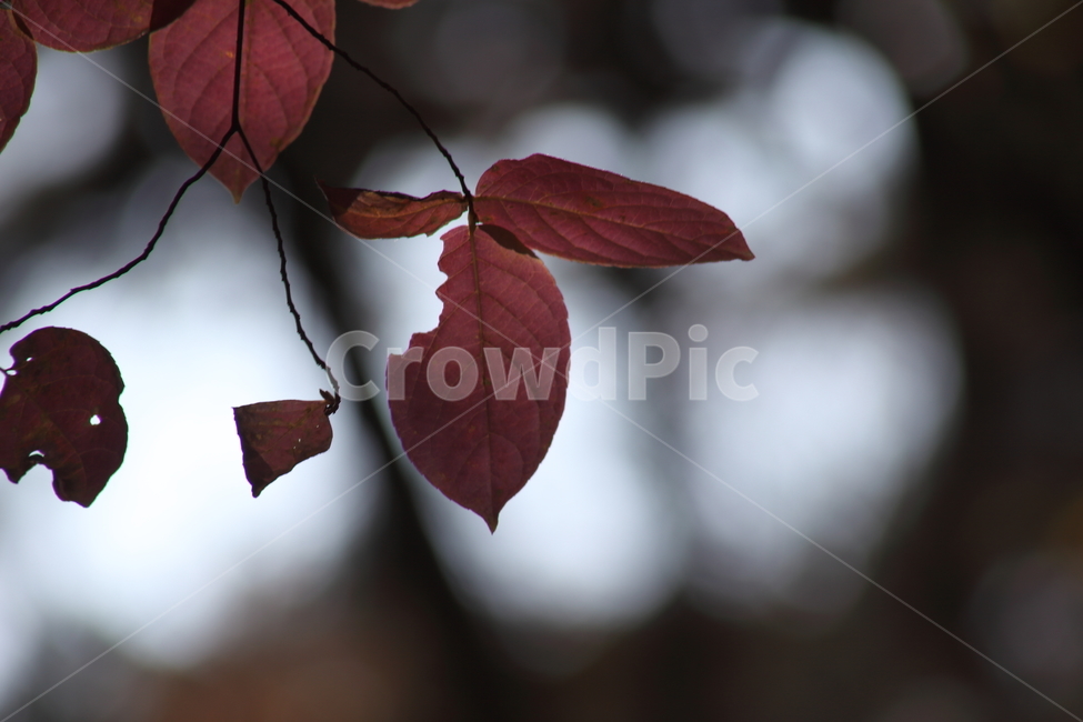 단풍,잎,가을,redleaves,leaf,가을,계절,fall,autumn,season,plant,식물,veins,정맥