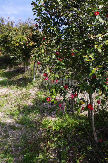 동백나무,동백꽃,낙화,꽃,flower,계절,봄,spring,숲,자연,풍경,nature,landscape,식물,plants,꽃,flower,나무,trees,wood,plant
