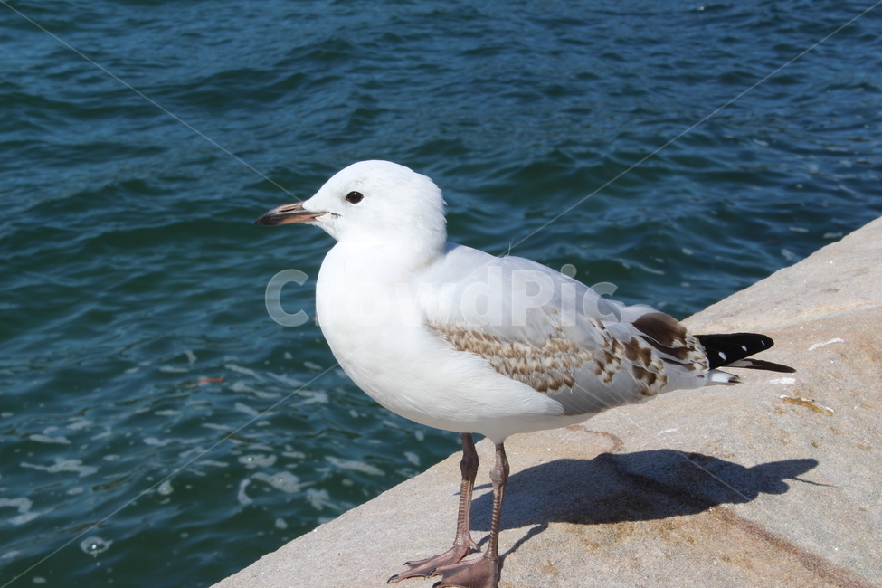갈매기,새,해변,seagull,bird,동물,animal,조류,새,birds