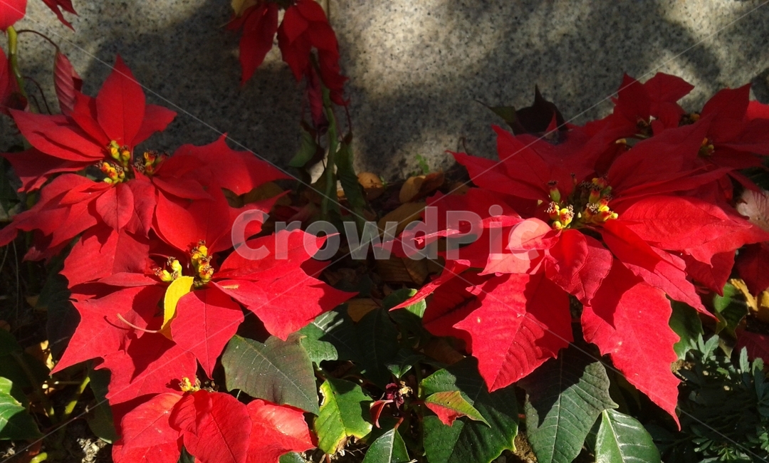 leaf,잎,plant,식물,tree,나무,red,꽃,flower
