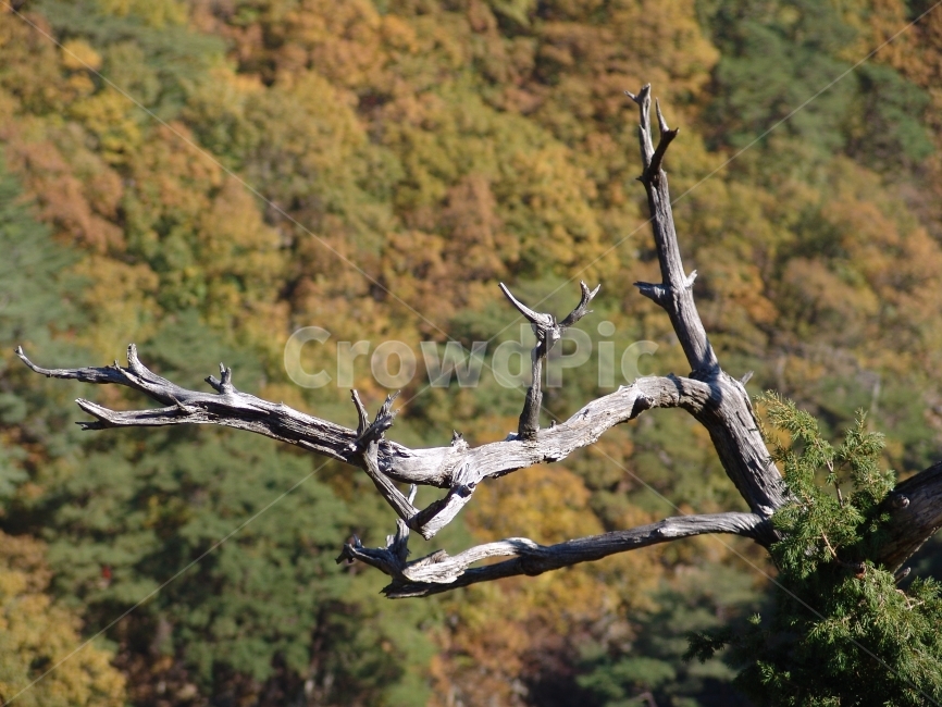 절벽,나무,고사목,아웃포커스,단풍,내연산,가을,식물,자연,plants,nature,나무,trees,wood