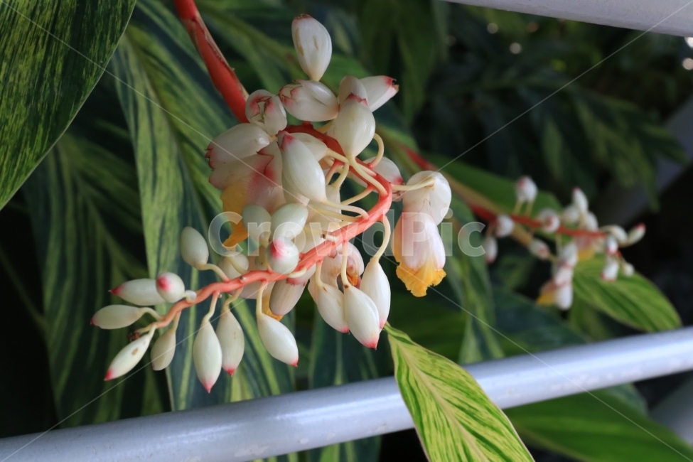 접사,꽃,열대,flower,꽃사진,식물,자연,plants,nature,꽃,flower,실내용화초,화분,화초,house plant