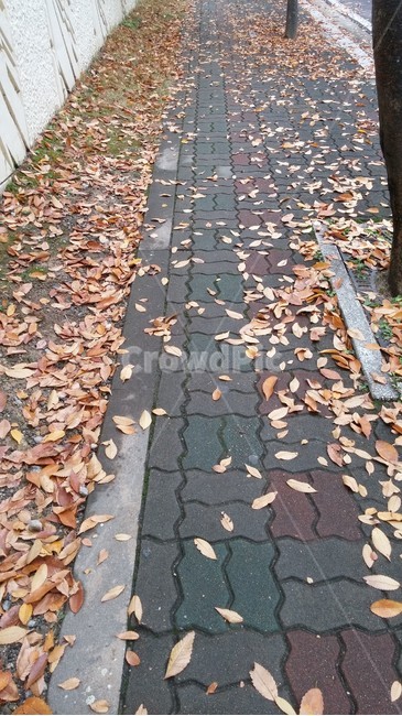 길,가을,단풍,단풍잎,나뭇잎