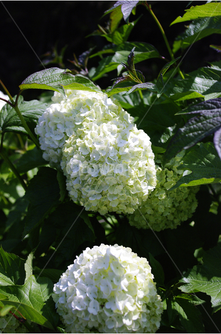 불두화,꽃,꽃봉오리,식물,flower,자연,식물,자연,plants,nature,꽃,flower