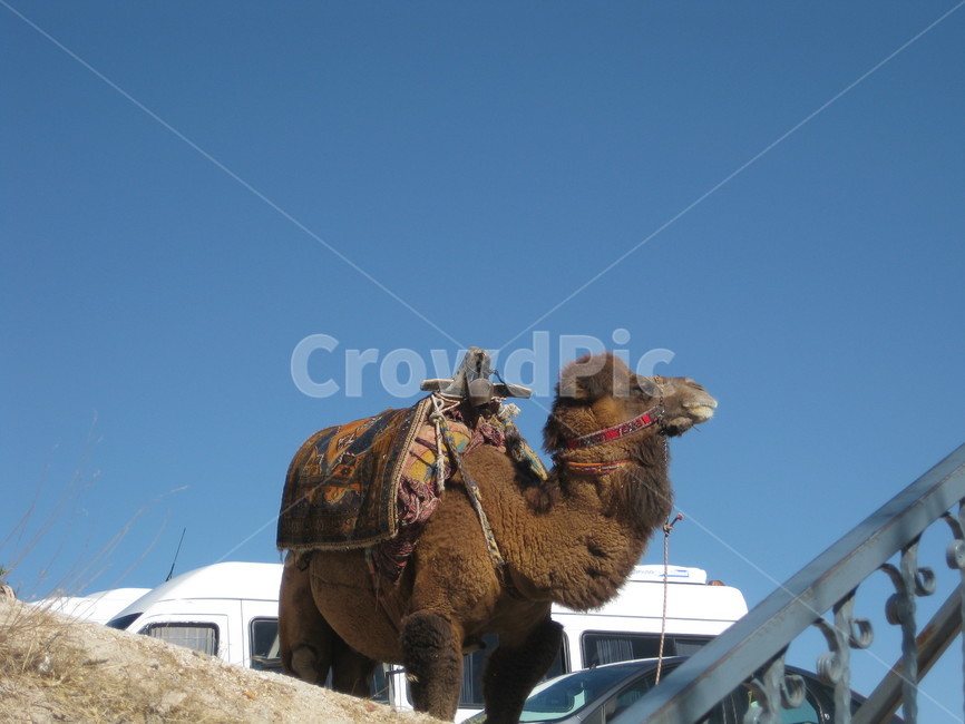 터키,turkey,낙타,animal,camal,동물,animal,포유류,mammal