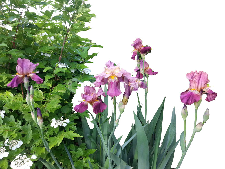 식물,꽃,iris,flower,저먼아이리스
