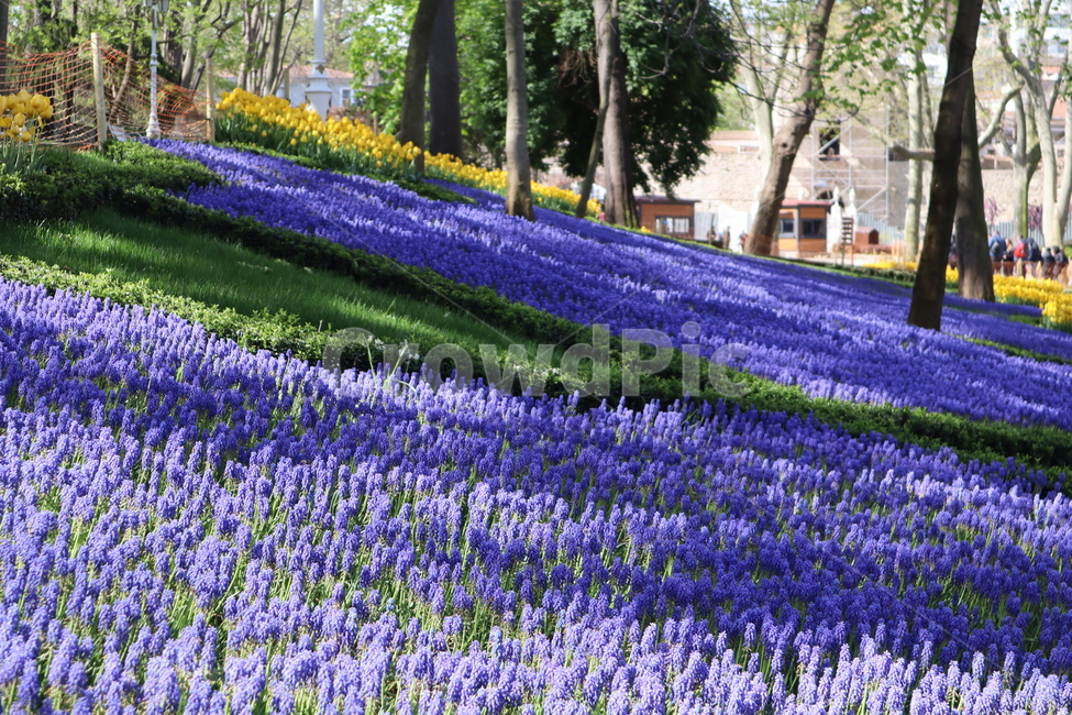 라벤더,라벤다,꽃밭,보라색꽃,flower,lavender,식물,자연,plants,nature,꽃,flower