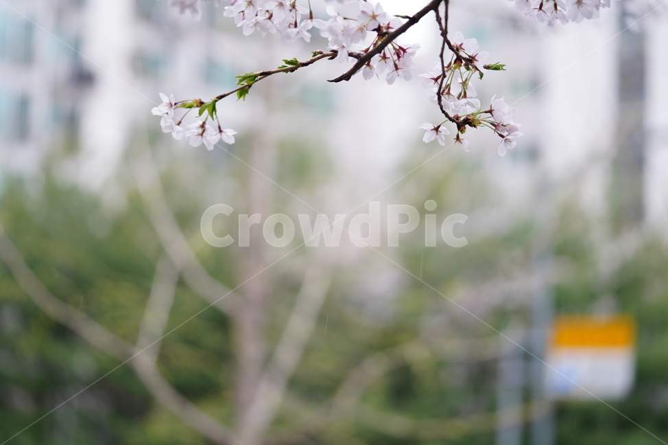꽃,벚꽃,봄,계절,플라워,화이트,흰색,하얀색,생물,감성,느낌,식물,flower,spring,white