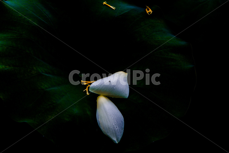 연꽃잎,연잎,문양,무늬,낙화,식물,자연,plants,nature,꽃,flower