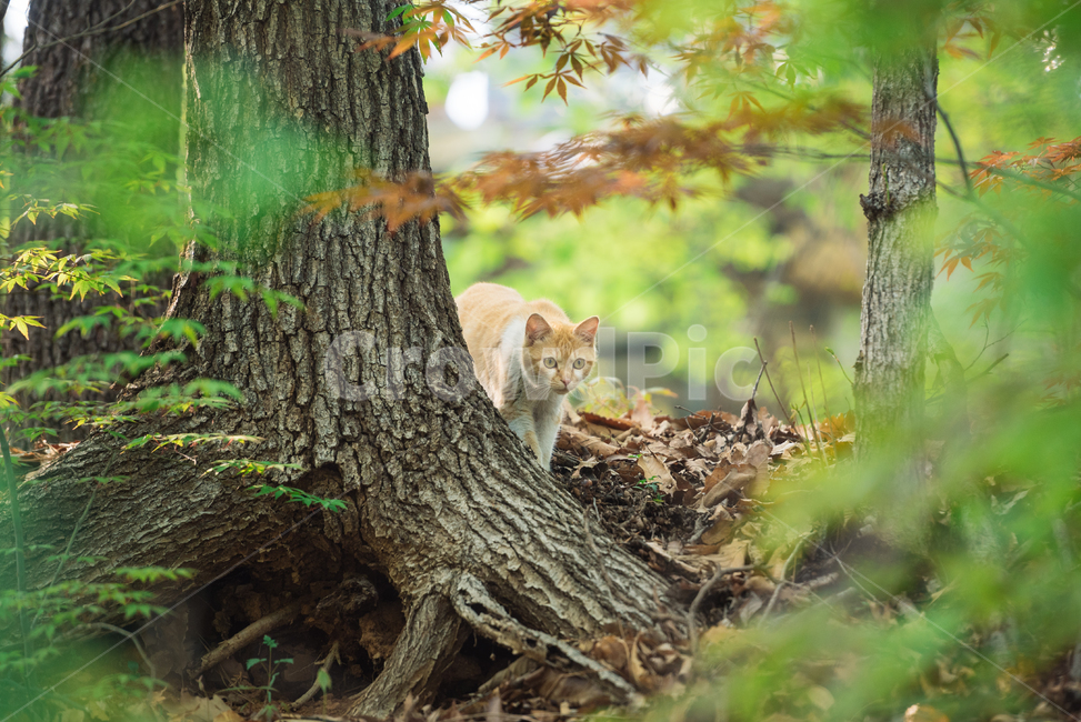 고양이,캣,냥냥이,길고양이,삼색이,치즈냥,냥,cat,동물,동물,animal,포유류,mammal,고양이,cat,kitten,kitty