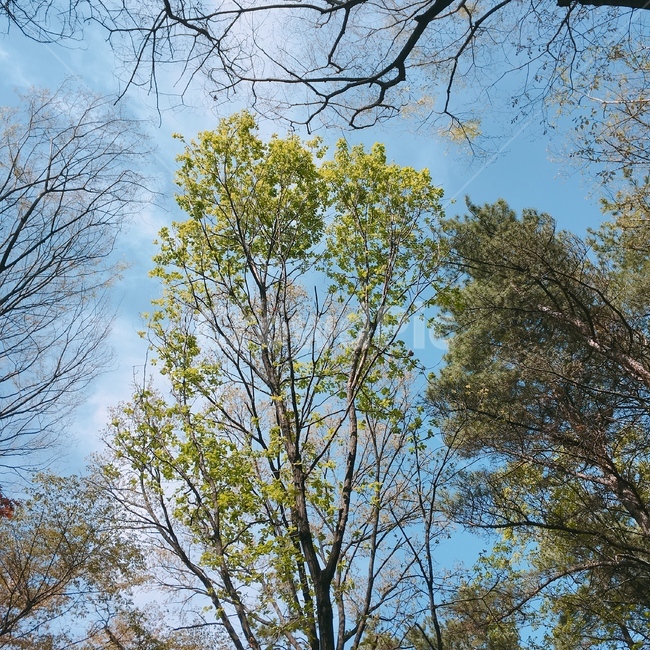 숲,나무,휴식,힐링,케렌시아,querencia,감성,자유,몽환,forest,wood,healing,자연,풍경,nature,landscape,식물,plants,나무,trees,wood,tree,plant,tree trunk,나무 줄기