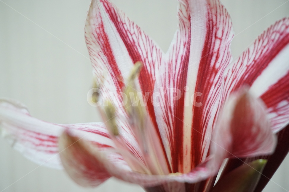난,꽃,식물,flower,plant,nature,자연,식물,자연,plants,nature,꽃,flower