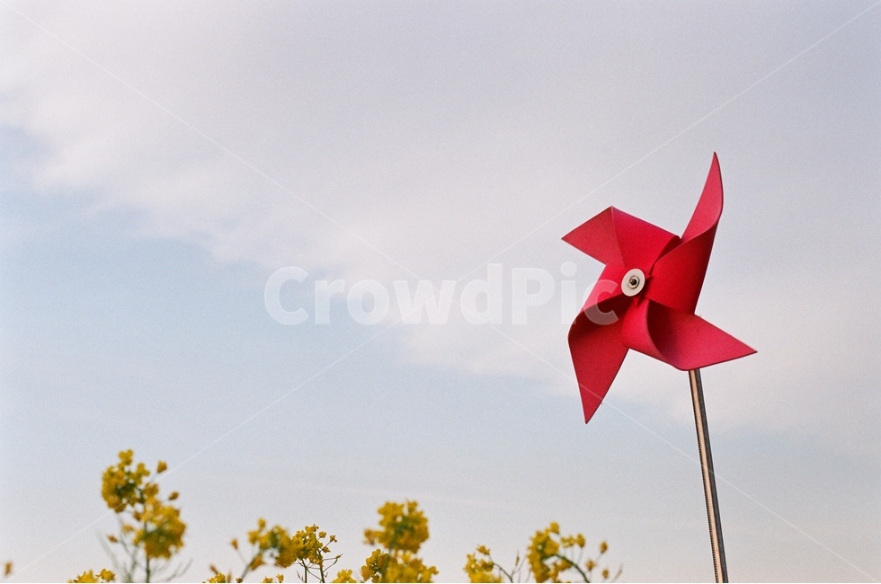 부산,대저생태공원,유채꽃,대저생태공원유채꽃축제,Film,Filmcamera,필름카메라,필름,감성사진,필름감성,봄,계절,spring,season,식물,자연,plants,nature,꽃,flower,사물,물건,오브젝트,thing,object,matter