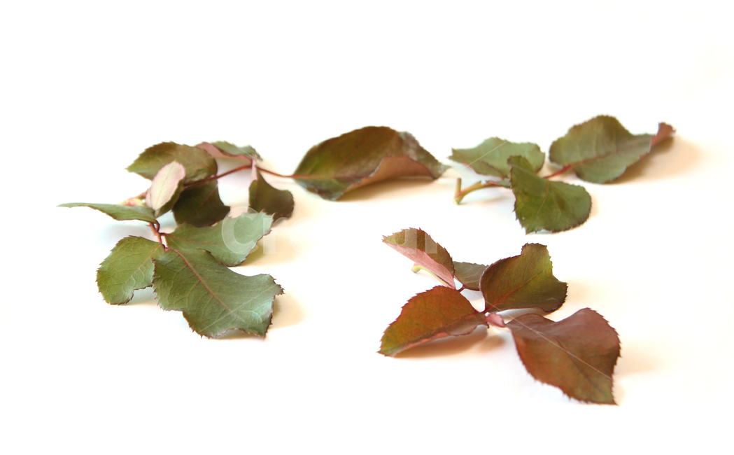 장미잎,잎,잎사귀,나뭇잎,그린,녹색,빨강,가을,갈색,브라운,roseleaf,leaf,leaves,green,broun,autumn,fall,red,자연,식물,plant,nature,식물,자연,plants,nature,누끼,remove background
