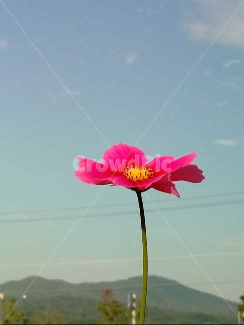 꽃,식물,plant,flower,코스모스,식물,자연,plants,nature,꽃,flower