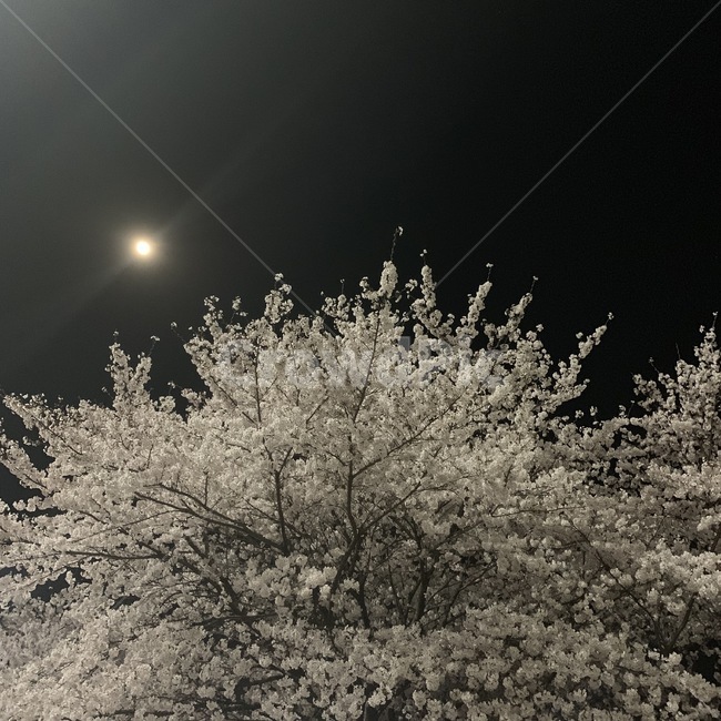 flare,플레어,light,빛,plant,식물,나무,벚꽃,꽃,밤,하늘,야경,밤,풍경,nightscape,night,landscape