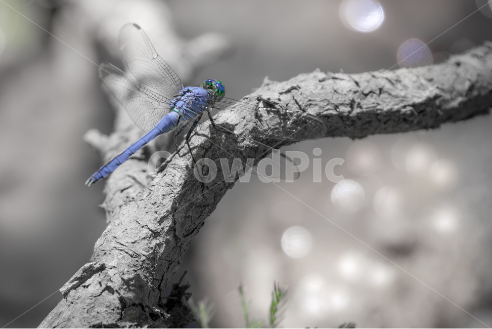 dragonfly,잠자리,insect,곤충,나뭇가지,동물,animal,곤충,벌레,insect,bug,흑백,모노톤,monochrome,black and white