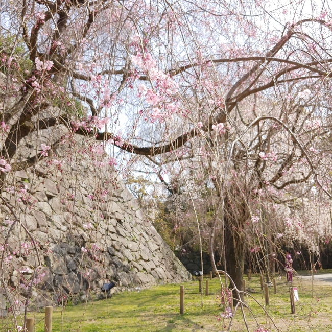 벚꽃,일본,수양벚꽃,꽃놀이,꽃,봄,계절,spring,season,plant,식물,flower,blossom,cherry blossom