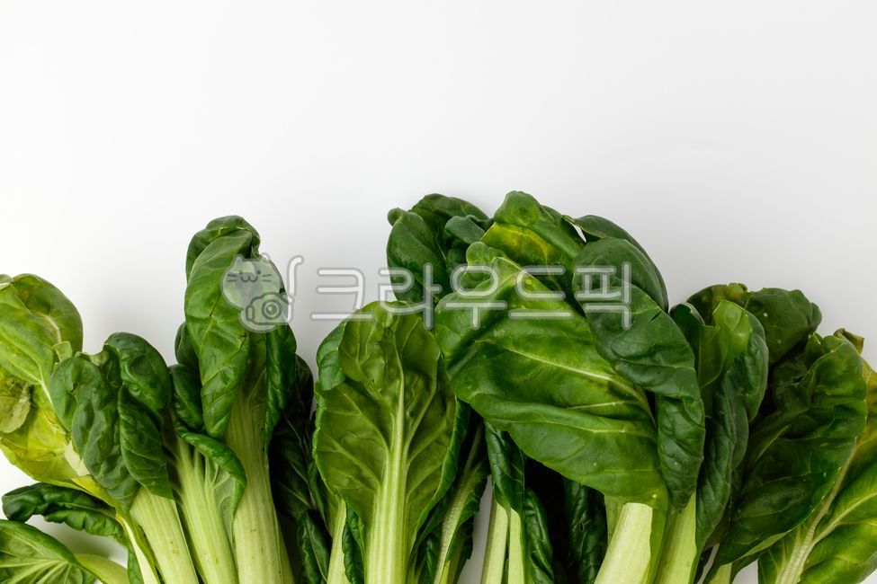 비타민,비타민채소,채소,야채,채식,초록색,그린비타민,유기농,식물,음식,식사,식품,식료품,재료,식재료,음식재료,허브,향신료,향이좋은