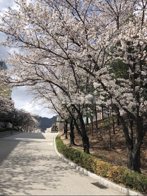 벚꽃,벚꽃나무,꽃길,캠퍼스,꽃나무,화창한,날씨,하늘,봄날,햇빛,오월,봄,계절,spring,season,식물,자연,plants,nature,꽃,flower,plant,blossom