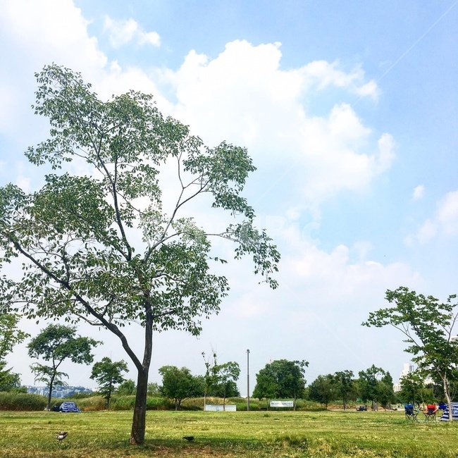 식물,grass,잔디,plant,tree,나무,nature,자연,outdoors,옥외,한강,하늘,야외,서울,경치,풍경