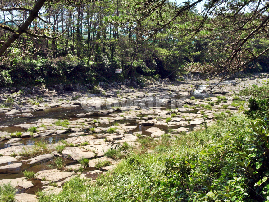 강정천,개천,현무암,강정일강정,올레7코스,올레,서귀포시,숲,자연,제주,자연,풍경,nature,landscape,제주도,jeju,jeju island,water,물,outdoors,옥외