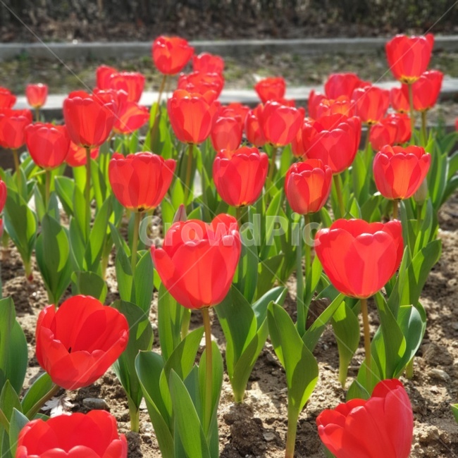 plant,식물,flower,blossom,꽃,튤립,빨간튤립,자연,공원,햇살
