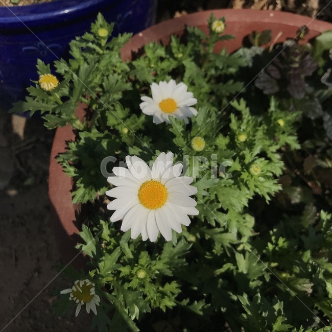 봄,식물,꽃,flower,plant